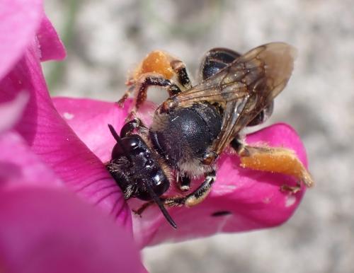 Eucera sp.